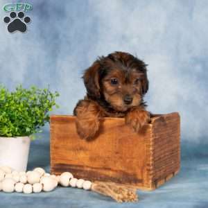 Marnie, Yorkie Poo Puppy