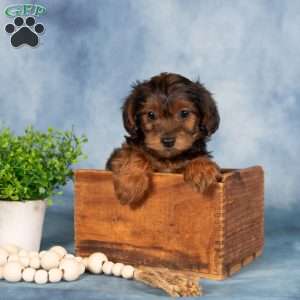 Marnie, Yorkie Poo Puppy