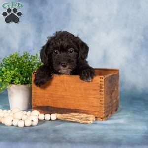 Magdalena, Yorkie Poo Puppy