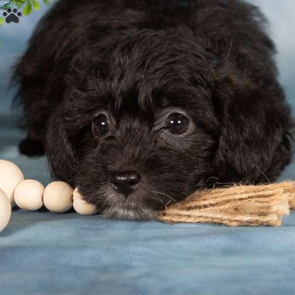 Magdalena, Yorkie Poo Puppy