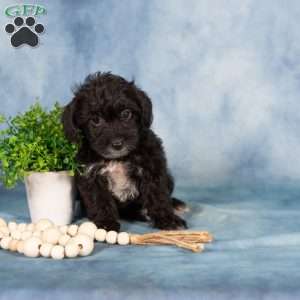 Magdalena, Yorkie Poo Puppy