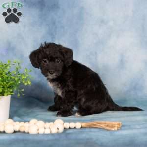 Magdalena, Yorkie Poo Puppy