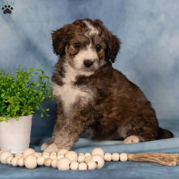 Theodore, Borderdoodle Puppy