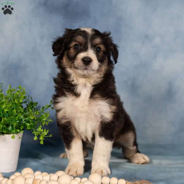 Brittany, Borderdoodle Puppy