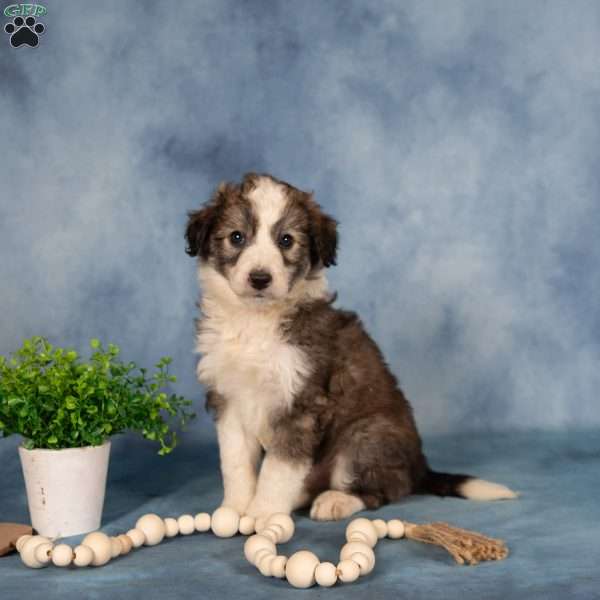 Alvin, Borderdoodle Puppy