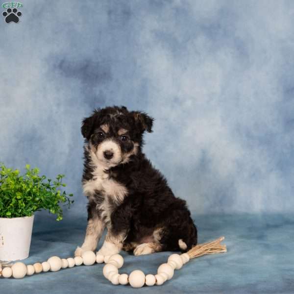 Jeanette, Borderdoodle Puppy