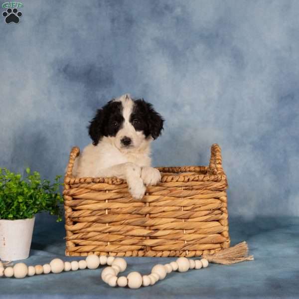 Simon, Borderdoodle Puppy