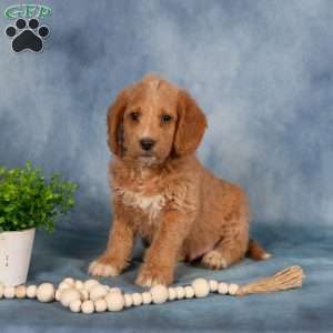 Timmy, Mini Labradoodle Puppy