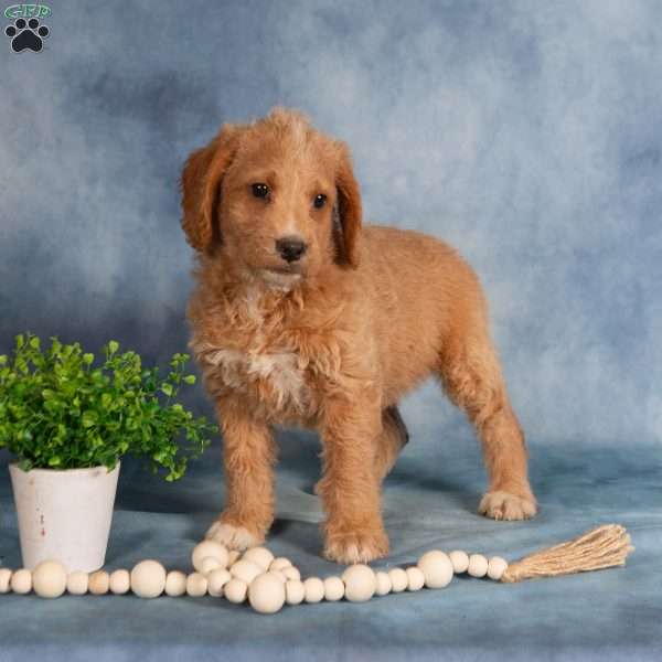 Timmy, Mini Labradoodle Puppy