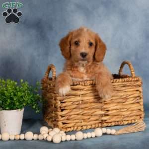 Timmy, Mini Labradoodle Puppy