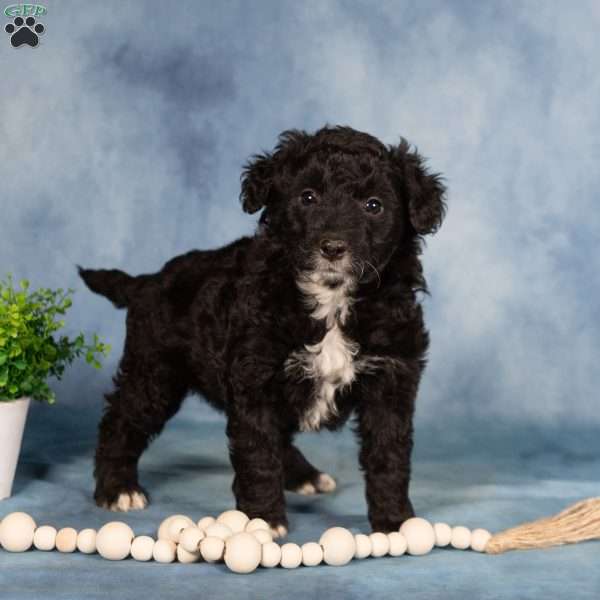 Eleonore, Borderdoodle Puppy