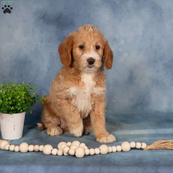 Trixie, Mini Labradoodle Puppy