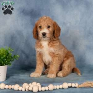 Trixie, Mini Labradoodle Puppy
