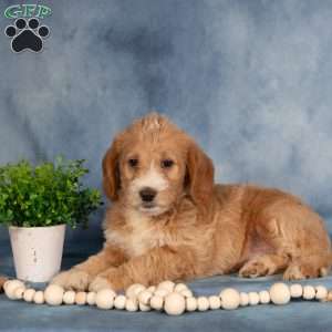 Trixie, Mini Labradoodle Puppy
