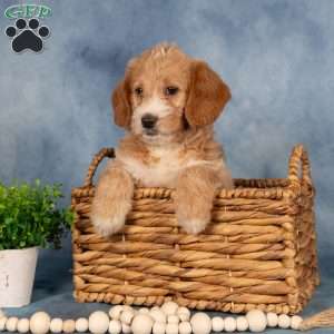 Trixie, Mini Labradoodle Puppy