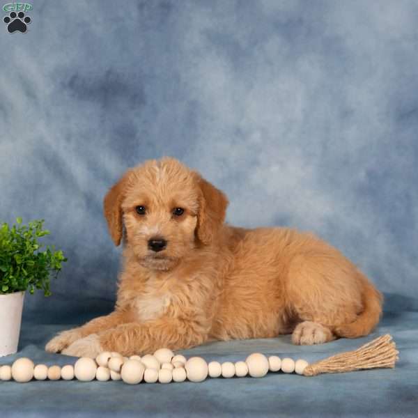 Tommy, Mini Labradoodle Puppy