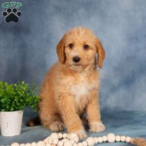 Tommy, Mini Labradoodle Puppy