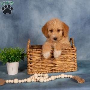 Tommy, Mini Labradoodle Puppy