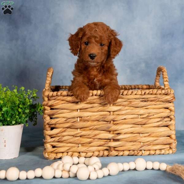 Teddy, Mini Labradoodle Puppy