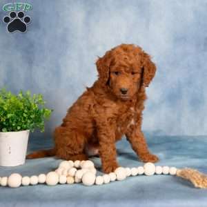 Teddy, Mini Labradoodle Puppy