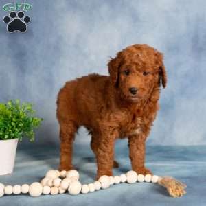 Teddy, Mini Labradoodle Puppy