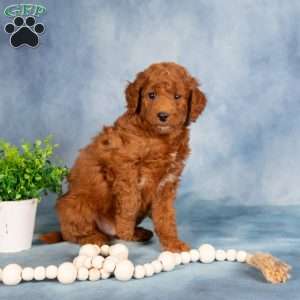 Teddy, Mini Labradoodle Puppy