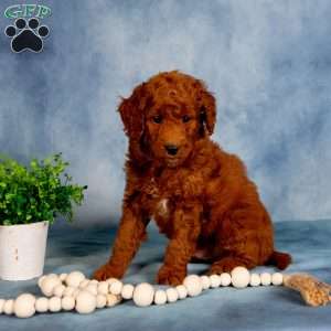 Teddy, Mini Labradoodle Puppy