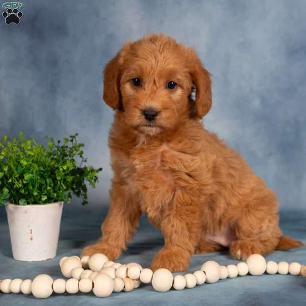 Taffy, Mini Labradoodle Puppy