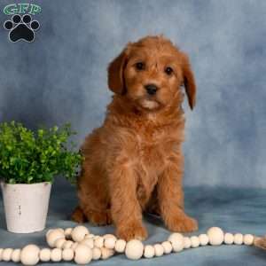 Taffy, Mini Labradoodle Puppy