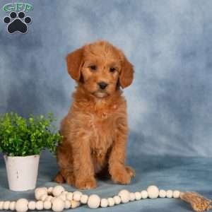 Taffy, Mini Labradoodle Puppy