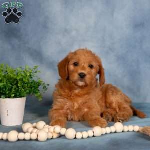 Taffy, Mini Labradoodle Puppy