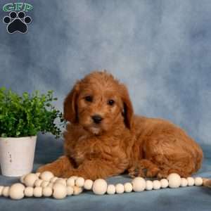 Taffy, Mini Labradoodle Puppy