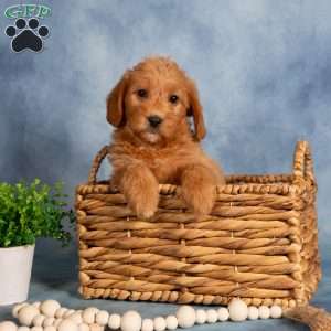 Taffy, Mini Labradoodle Puppy