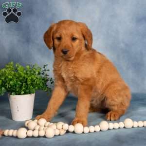 Trina, Mini Labradoodle Puppy
