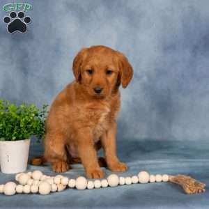 Trina, Mini Labradoodle Puppy