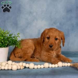Trina, Mini Labradoodle Puppy