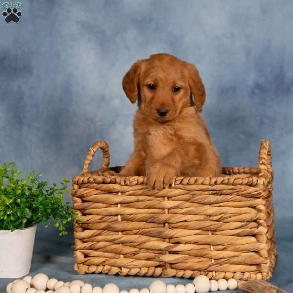 Trina, Mini Labradoodle Puppy
