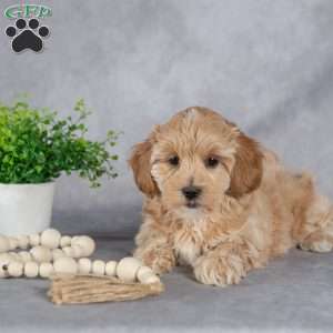Ivy, Maltipoo Puppy