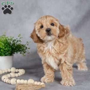 Ivy, Maltipoo Puppy