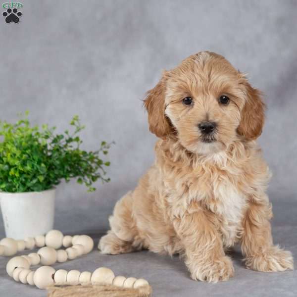 Ivy, Maltipoo Puppy