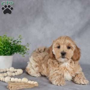 Ivy, Maltipoo Puppy