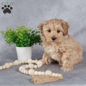 Ida, Maltipoo Puppy