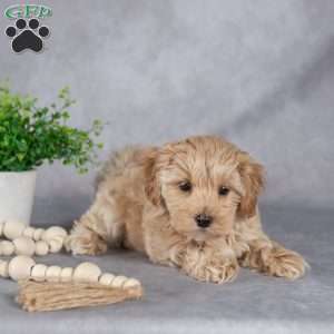 Ida, Maltipoo Puppy