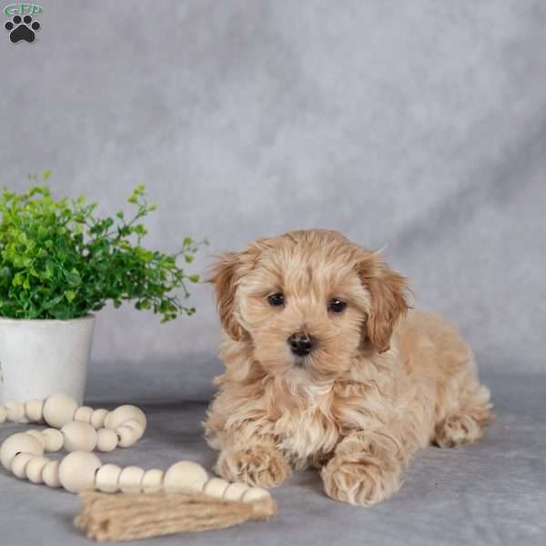 Ida, Maltipoo Puppy