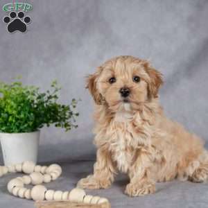 Ida, Maltipoo Puppy