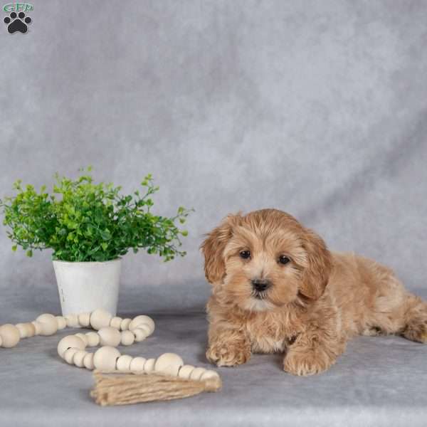 Iris, Maltipoo Puppy