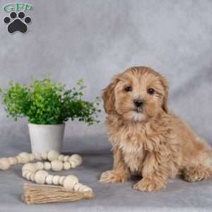 Iris, Maltipoo Puppy