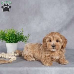 Iris, Maltipoo Puppy
