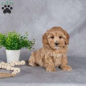 Iris, Maltipoo Puppy