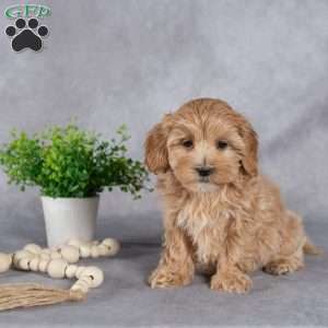 Iris, Maltipoo Puppy